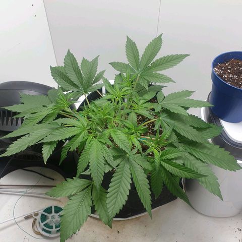 Hulkberry growlog timeline photo