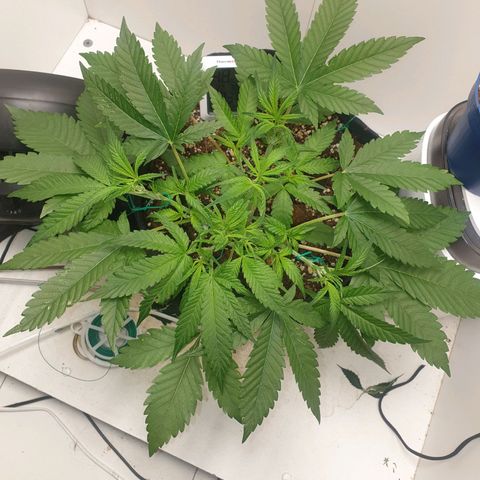 Hulkberry growlog timeline photo