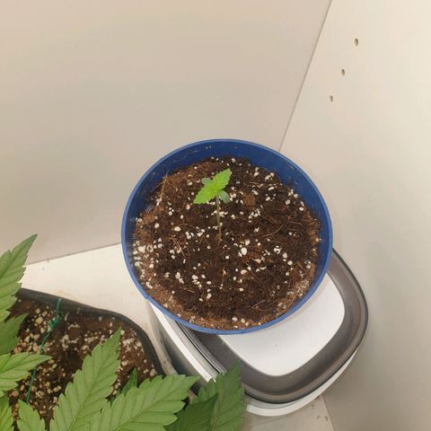 Critical  growlog timeline photo