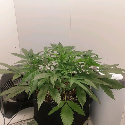 Hulkberry growlog timeline photo