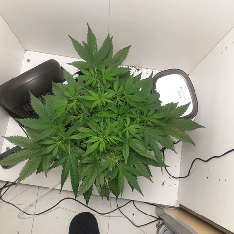 Hulkberry growlog timeline photo