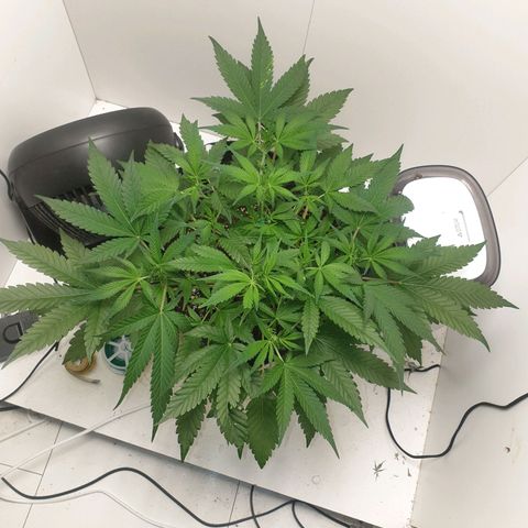 Hulkberry growlog timeline photo
