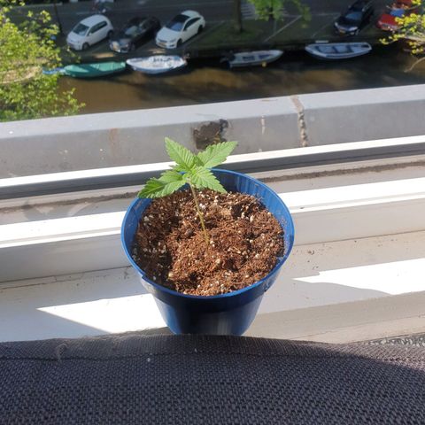Critical  growlog timeline photo