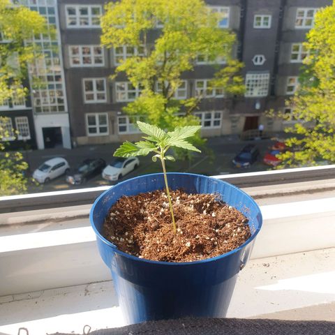 Critical  growlog timeline photo
