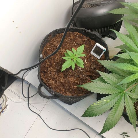 Critical  growlog timeline photo