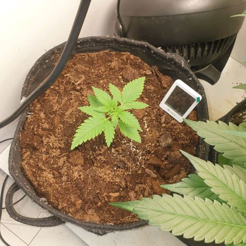 Critical  growlog timeline photo