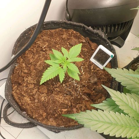 Critical  growlog timeline photo