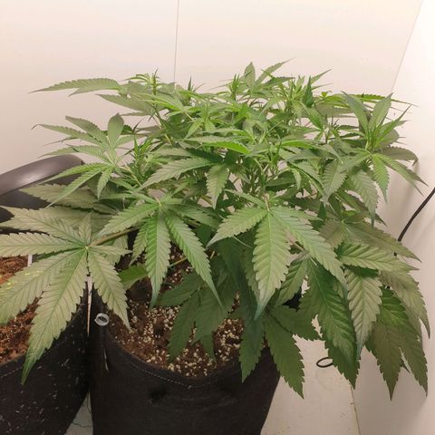 Hulkberry growlog timeline photo