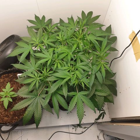Hulkberry growlog timeline photo