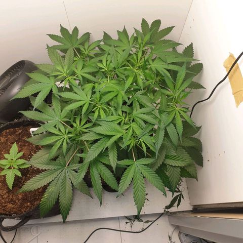 Hulkberry growlog timeline photo