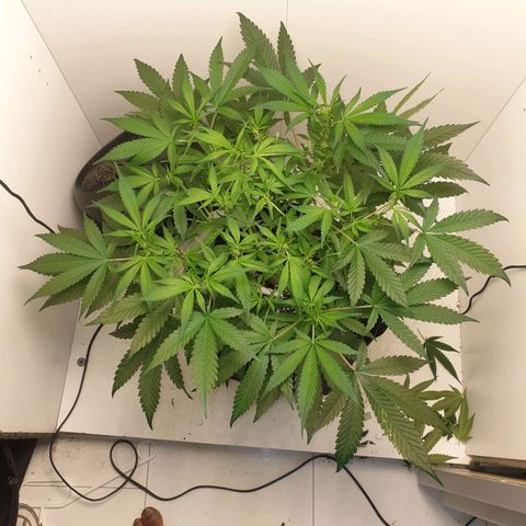 Hulkberry growlog timeline photo