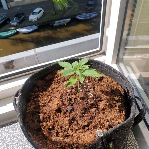 Critical  growlog timeline photo