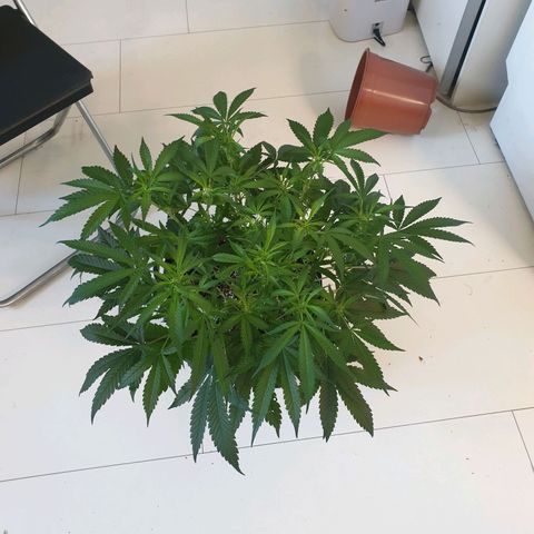 Hulkberry growlog timeline photo