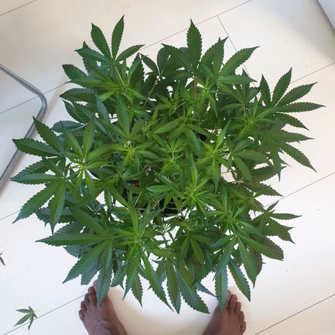 Hulkberry growlog timeline photo