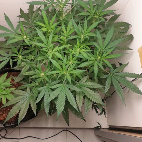 Hulkberry growlog timeline photo