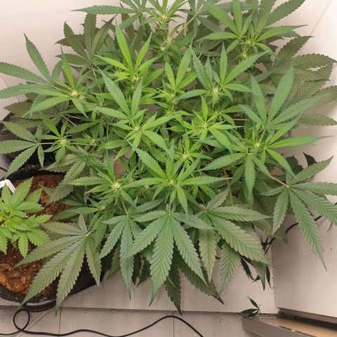 Hulkberry growlog timeline photo