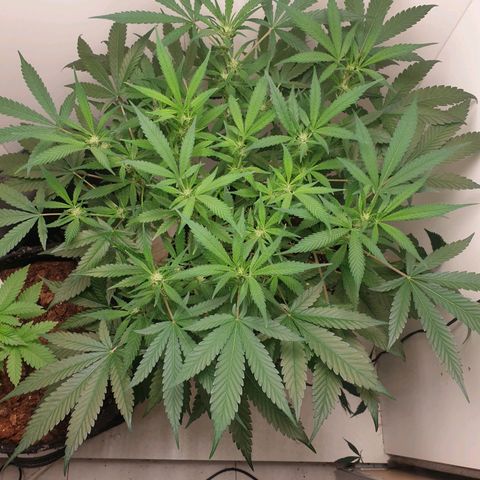 Hulkberry growlog timeline photo