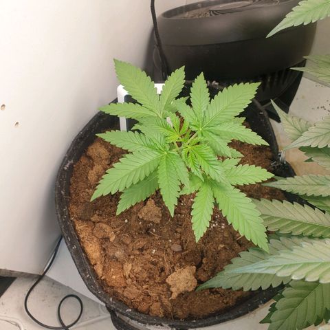 Critical  growlog timeline photo