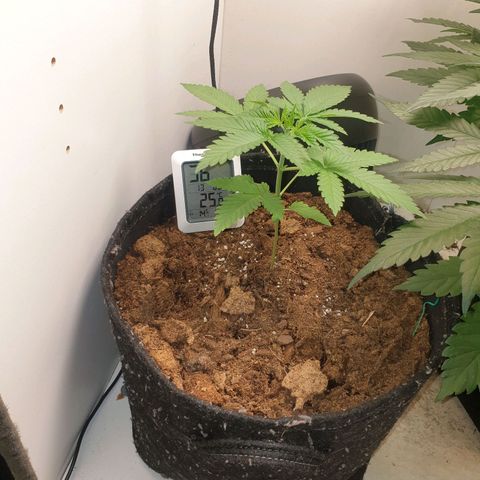 Critical  growlog timeline photo