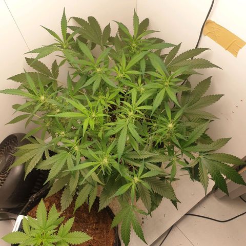 Hulkberry growlog timeline photo