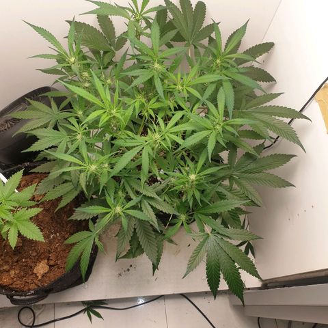 Hulkberry growlog timeline photo