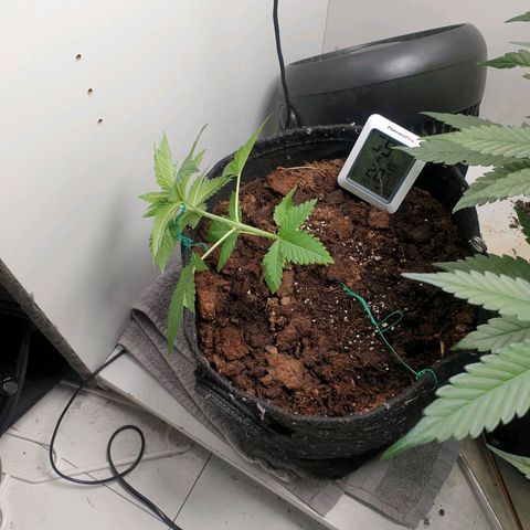 Critical  growlog timeline photo
