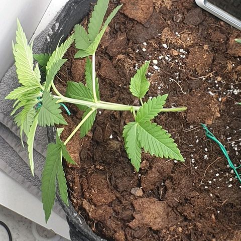 Critical  growlog timeline photo