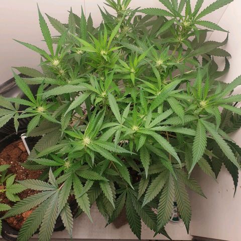 Hulkberry growlog timeline photo