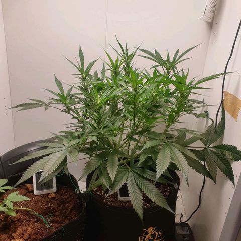 Hulkberry growlog timeline photo