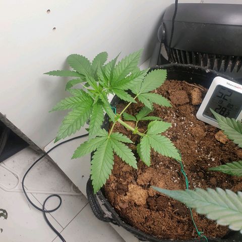 Critical  growlog timeline photo