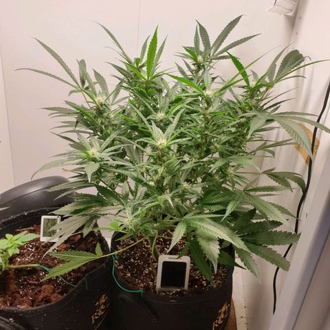 Hulkberry growlog timeline photo