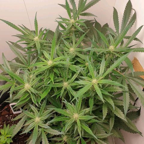 Hulkberry growlog timeline photo