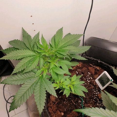 Critical  growlog timeline photo