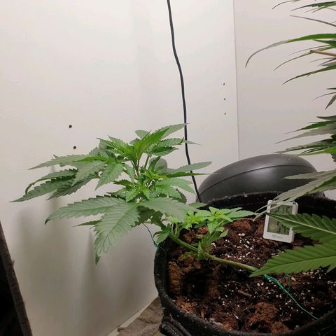 Critical  growlog timeline photo