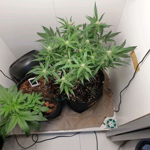 Hulkberry growlog timeline photo