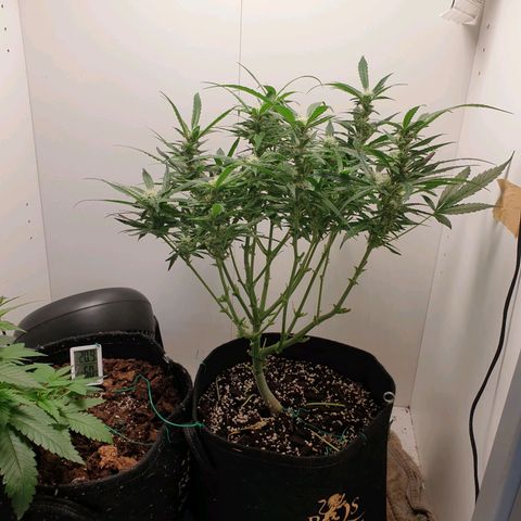 Hulkberry growlog timeline photo