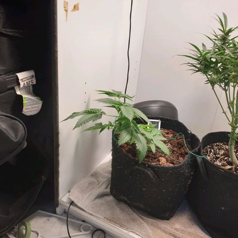 Critical  growlog timeline photo