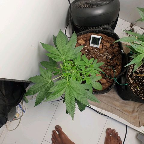 Critical  growlog timeline photo