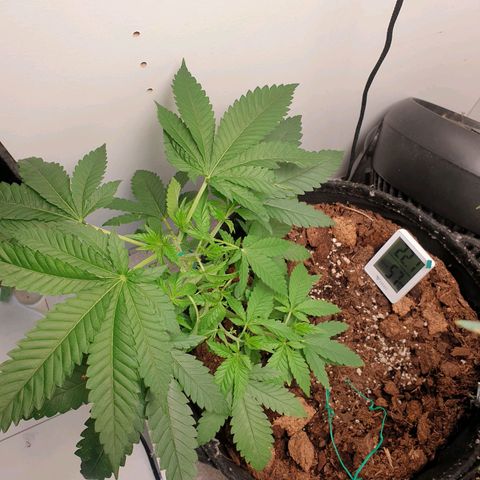 Critical  growlog timeline photo