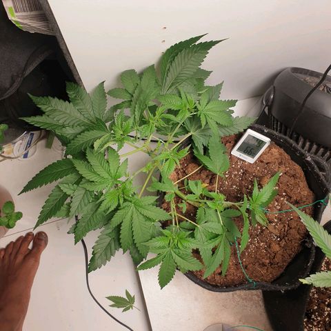 Critical  growlog timeline photo