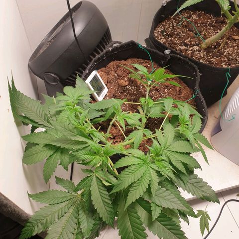 Critical  growlog timeline photo