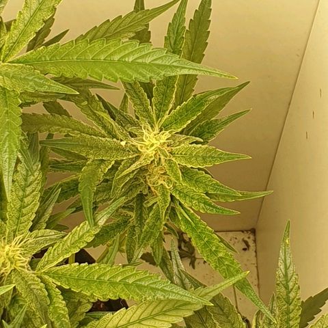 Hulkberry growlog timeline photo