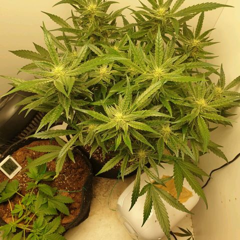 Hulkberry growlog timeline photo