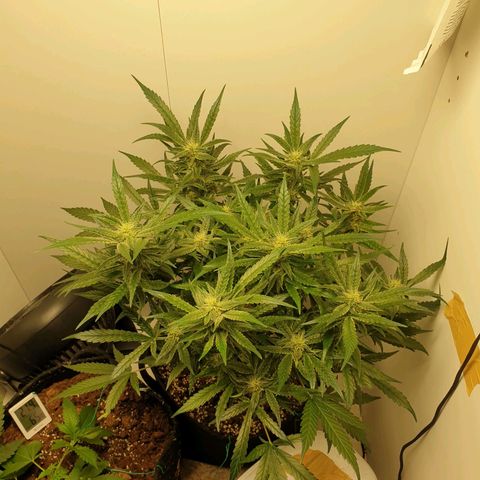 Hulkberry growlog timeline photo