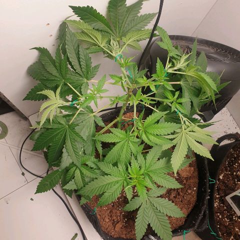 Critical  growlog timeline photo
