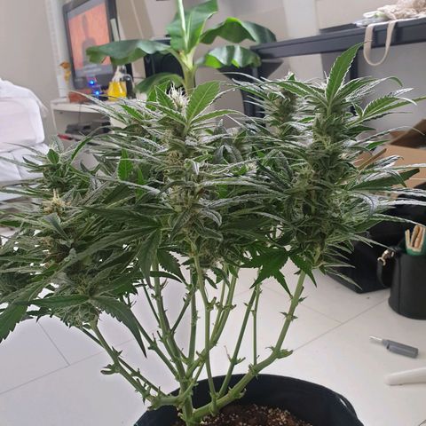 Hulkberry growlog timeline photo