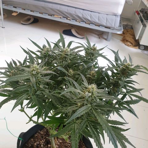 Hulkberry growlog timeline photo