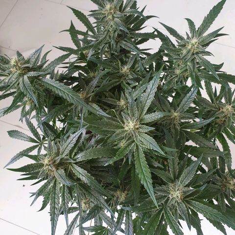 Hulkberry growlog timeline photo