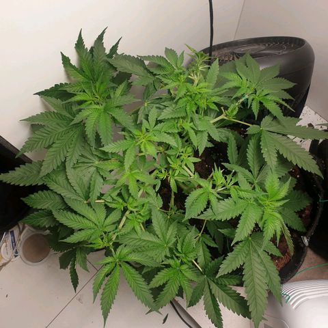 Critical  growlog timeline photo