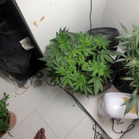 Critical  growlog timeline photo